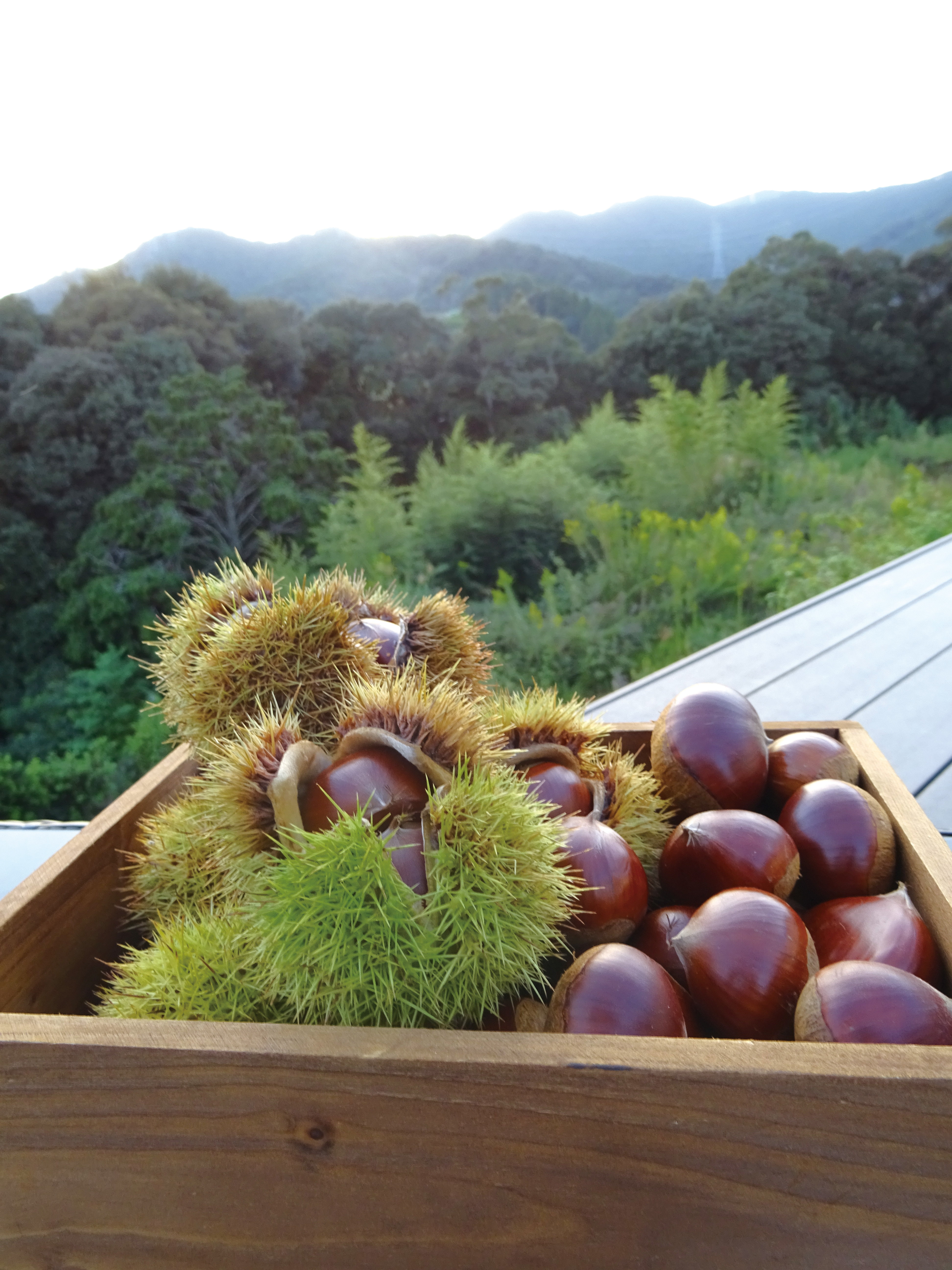 山間を楽しみながら栗拾い♪ | ニュース＆トピックス | 浜松の0歳～6歳